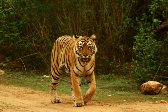 मैसूर के गांवों में बाघ को पकड़ने के लिए वन विभाग का अभियान
