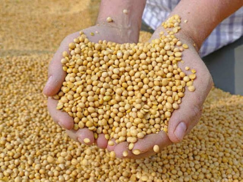 Agriculture Department received 19 complaints about soybean, seeds not sprouting