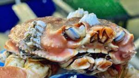 crab with teeth like humans you will be surprised to see the picture 285X232