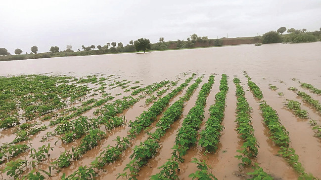 Crops are turning yellow in Hivarkhed campus, farmers worried due to water logging