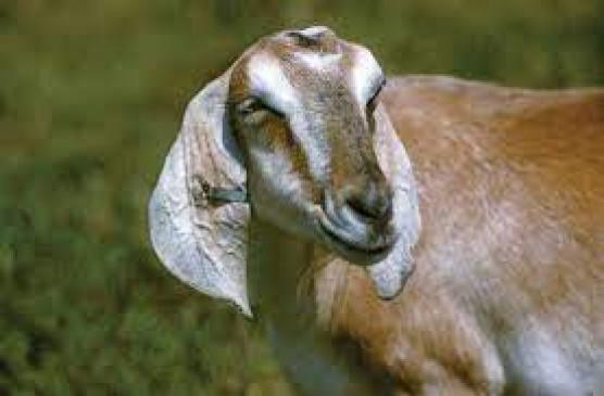 Death of goats in pawani