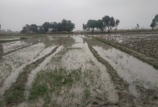Due to the damage of Khasala ash dam, ash mixed water entered the villages, crops were ruined