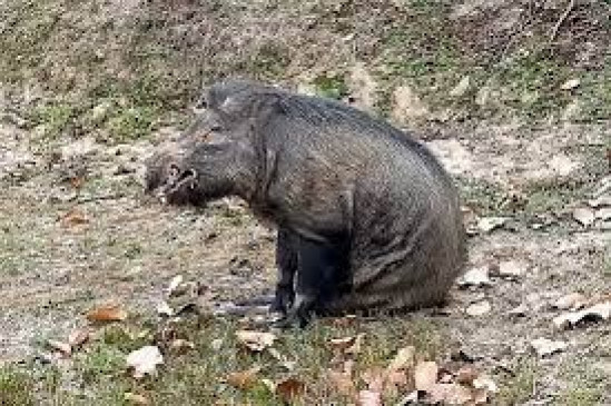 Farmer serious in wild boar attack