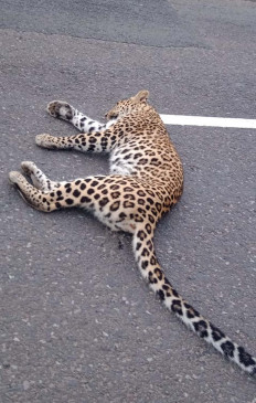 Female leopard injured in truck collision or attacked on forest worker