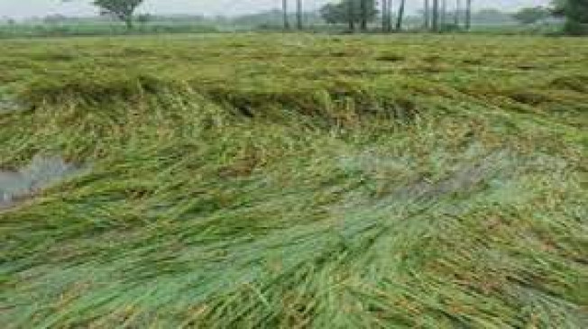 Give financial help by doing a panchnama of crop loss due to rain