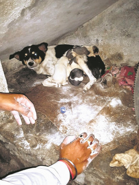 Heartless woman - boiling water poured on 4 puppies of the dog