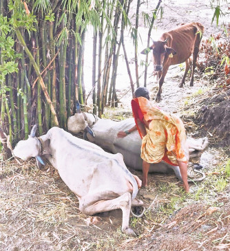 It rained as a disaster, one dead due to lightening fall