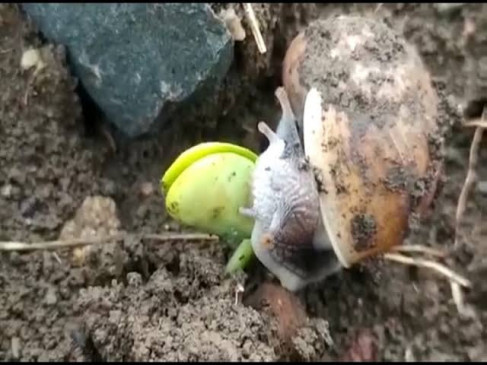 Large scale attack of snail insects, farmers of Beed district upset