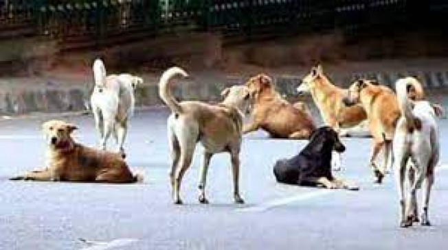 More than 1 lakh stray dogs roaming in the city, High Courts question on settlement More than 1 lakh stray dogs roaming in the city, High Courts question on settlement