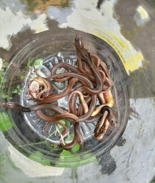 नागपुर:  घर के आंगन में निकले कोबरा के 9 सपोले