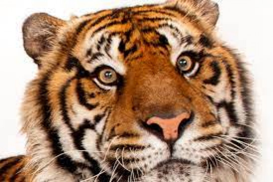One dead in tiger attack, forest staff took stock of the scene