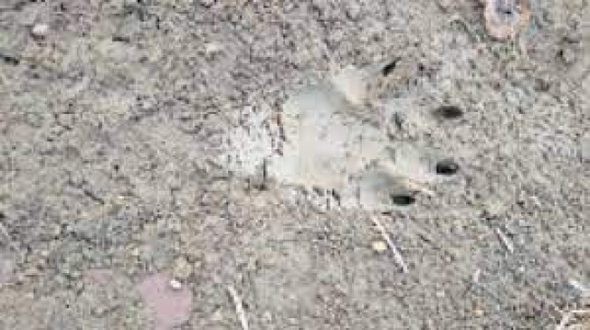 Panic in Pahadikhera and rural area due to the sound of tiger Panic in Pahadikhera and rural area due to the sound of tiger