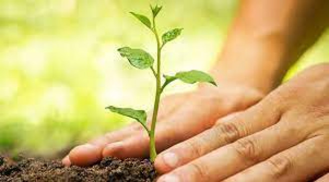 Pledge to plant 11 thousand saplings