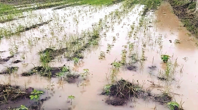 Pond formed by torrential rain water reaching the fields