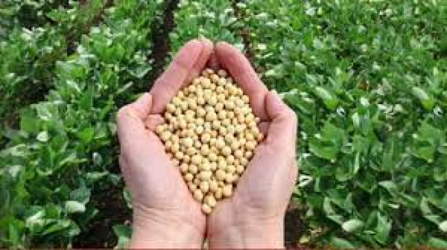 Soybean - Turmeric price rise, slight jump in the market
