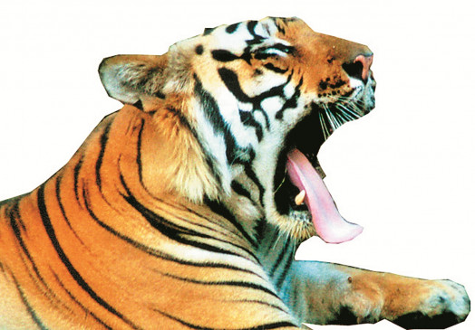 Tiger reached the school - the first cattle hunted panic in Panjri Lodhi village