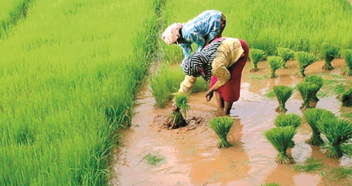 Workers are not getting for planting paddy