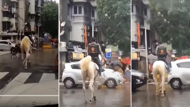 Young man had gone out with the horse of marriage, not to deliver the food