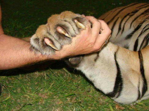 Accused arrested with tiger nails, caught from bar