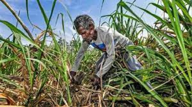 Insurance company should give compensation for the loss of crops in 72 hours Insurance company should give compensation for the loss of crops in 72 hours
