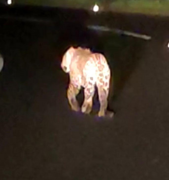 Leopard again seen on Malkhed road, panic among people Leopard again seen on Malkhed road, panic among people