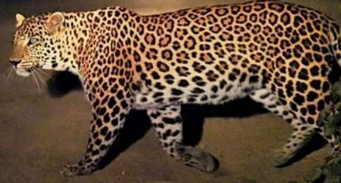 Leopards movement in Mahadevkhori of Amravati Leopards movement in Mahadevkhori of Amravati