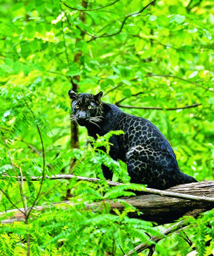 Mowgli Ka Bagheera seen in Pench Tiger Reserve Mowgli Ka Bagheera seen in Pench Tiger Reserve