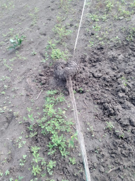 Pangolin trapped in a net laid in the field Pangolin trapped in a net laid in the field