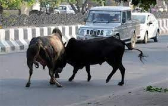Two traders injured in cattle fight Two traders injured in cattle fight