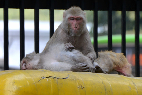 Monkeys drop 5-year-old child from terrace in Badaun, death in UP Monkeys drop 5-year-old child from terrace in Badaun, death in UP