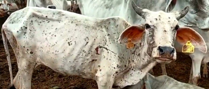 Lumpy Viral raises concern of MP government