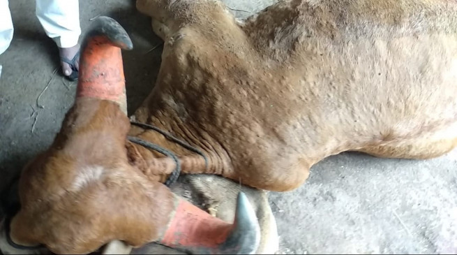 Another cow dies from Lumpi in Amravati Another cow dies from Lumpi in Amravati