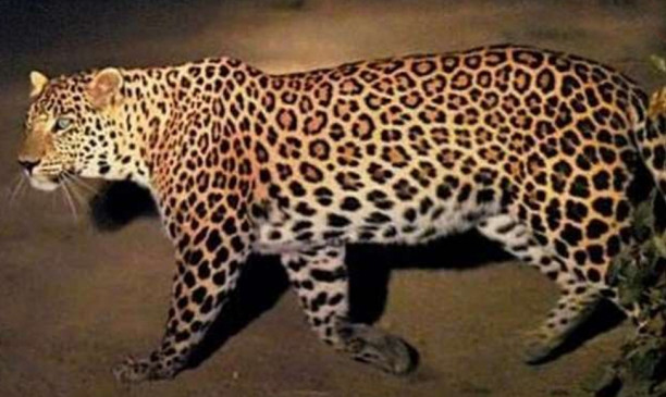 Around 20 leopards are roaming freely around the city of Amravati. Around 20 leopards are roaming freely around the city of Amravati.