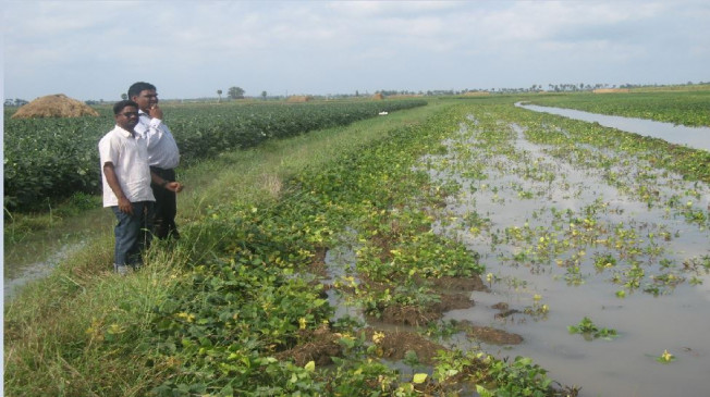 Havoc of rain continued for second day, thousands of hectares of crops affected