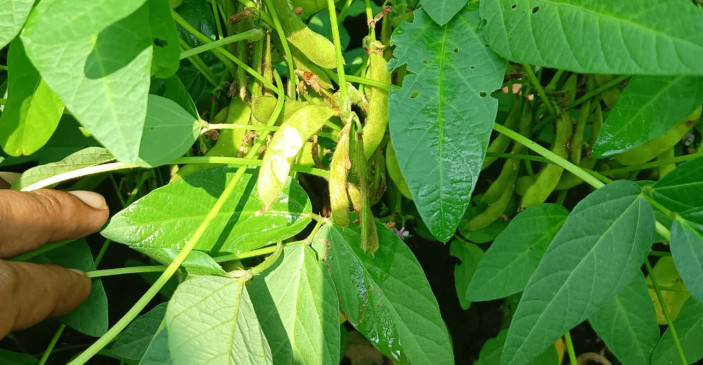 Insect attack on crops again worried farmers Insect attack on crops again worried farmers