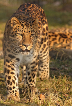 Leopard roaming in Government Engineering College campus! Leopard roaming in Government Engineering College campus!