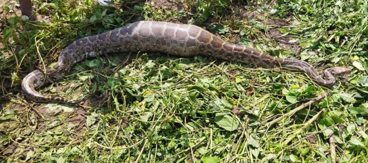 Python swallows wildlife, rescue team arrives Python swallows wildlife, rescue team arrives