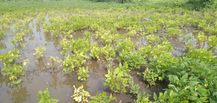 Rain wreaks havoc in Amravati district, crops ruined Rain wreaks havoc in Amravati district, crops ruined