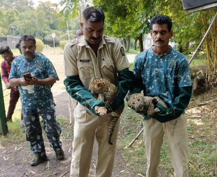 Two leopard cubs found in Mahadevkhori of Amravati Two leopard cubs found in Mahadevkhori of Amravati