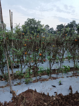 Bad weather, devastated tomato orchards, leaves turn black and dry