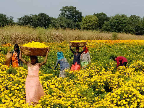 Fifty tonnes of marigold flower will be traded in the district on Sunday also.