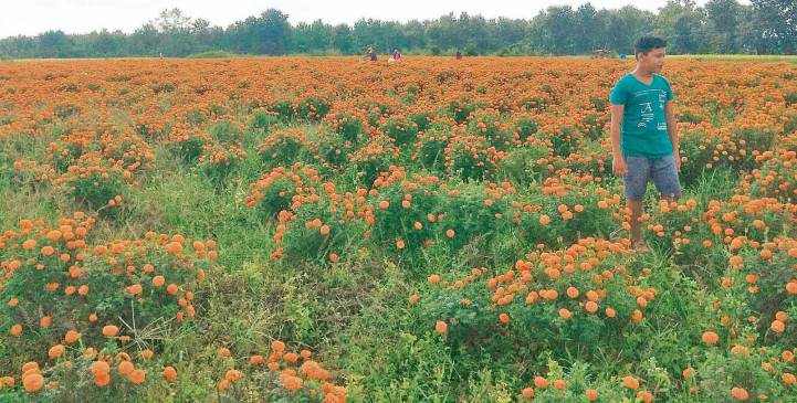 Good news: Colorful flowers came out in the hilly fields