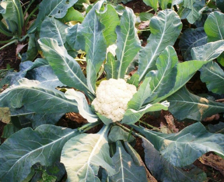 Indigenous cabbage crop returning to the fields