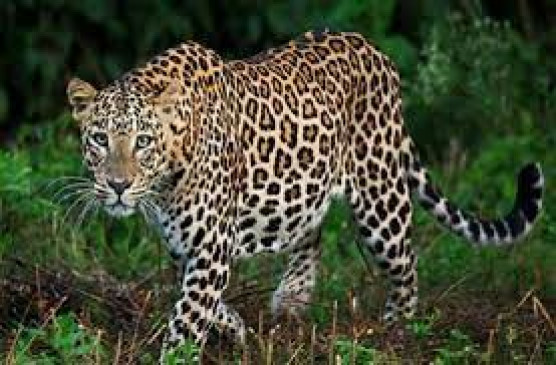 Leopard entered the colony, panic among people Leopard entered the colony, panic among people