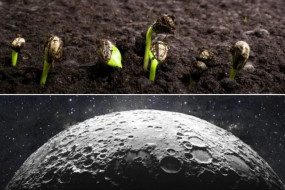 now farming can be done on the moon big success for scientists 285X232