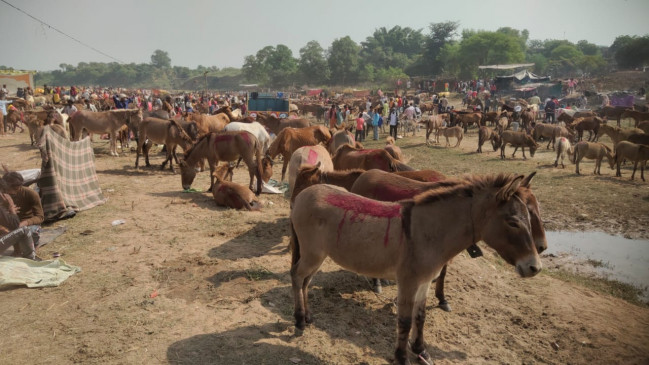 Salman and Shahrukh at the donkey fair, Ranveer along with Hrithik...!