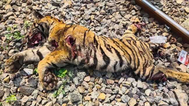 Tiger dies after being hit by train on South Central Railway route