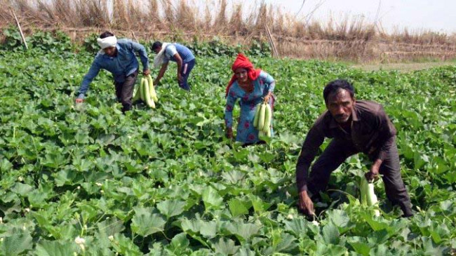 Tribal farmers will now improve their condition by producing fruits and vegetables