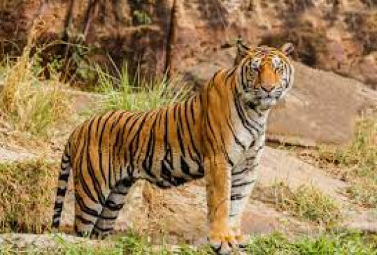 Two killed in tiger attacks, peoples anger erupts