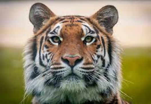 Two shepherds killed in tiger attack